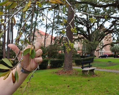 Live Oak buds and blooms in transition at Strozier Library and Greek Park